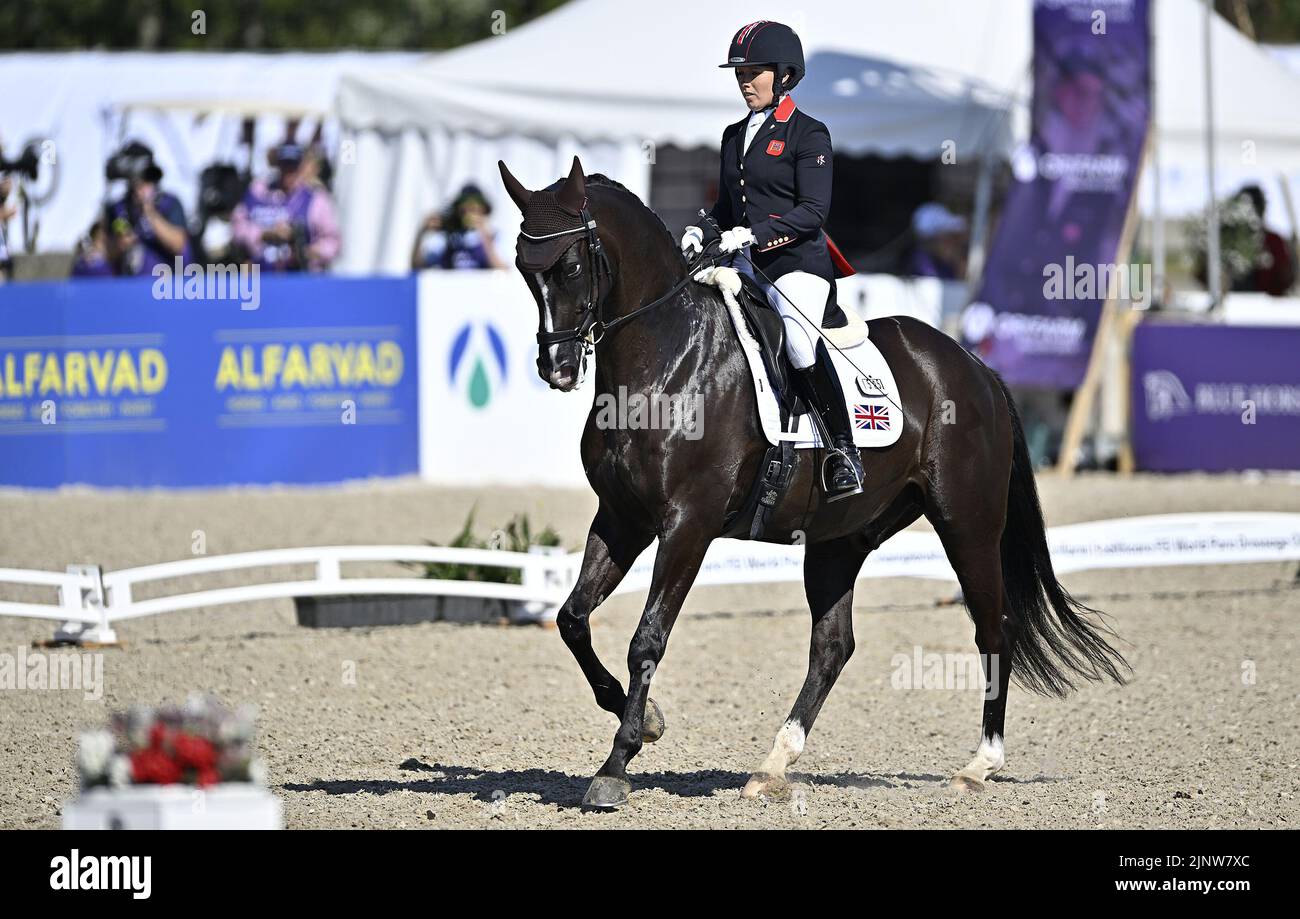 Herning, Denmark. 13th Aug, 2022. World Equestrian Games.Sophie Wells (GBR) riding DON CARA M during the FEI Para Dressage Team championships - Grade III. Credit: Sport In Pictures/Alamy Live News Stock Photo