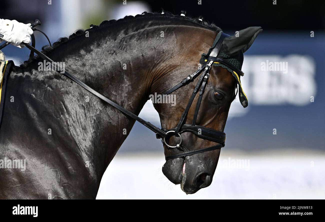 Herning, Denmark. 13th Aug, 2022. World Equestrian Games.Thiago Fonseca Dos Santos (BRA) riding JOHNNY WALKER PLUS during the FEI Para Dressage Team championships - Grade III. Credit: Sport In Pictures/Alamy Live News Stock Photo