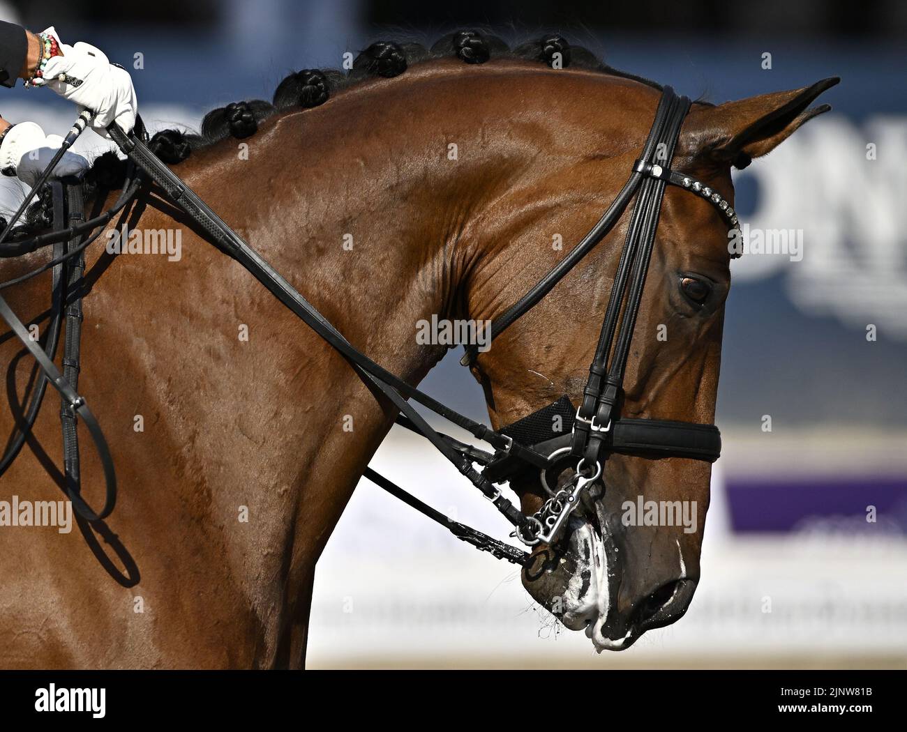 Herning, Denmark. 13th Aug, 2022. World Equestrian Games.Michèle George (BEL) riding BEST OF 8 during the FEI Para Dressage Team championships - Grade III. Credit: Sport In Pictures/Alamy Live News Stock Photo