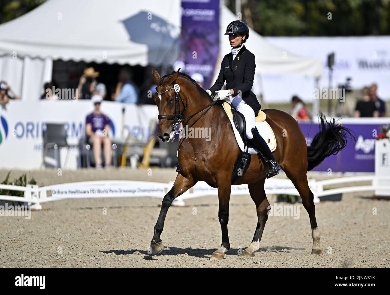 Herning, Denmark. 13th Aug, 2022. World Equestrian Games.Michèle George (BEL) riding BEST OF 8 during the FEI Para Dressage Team championships - Grade III. Credit: Sport In Pictures/Alamy Live News Stock Photo