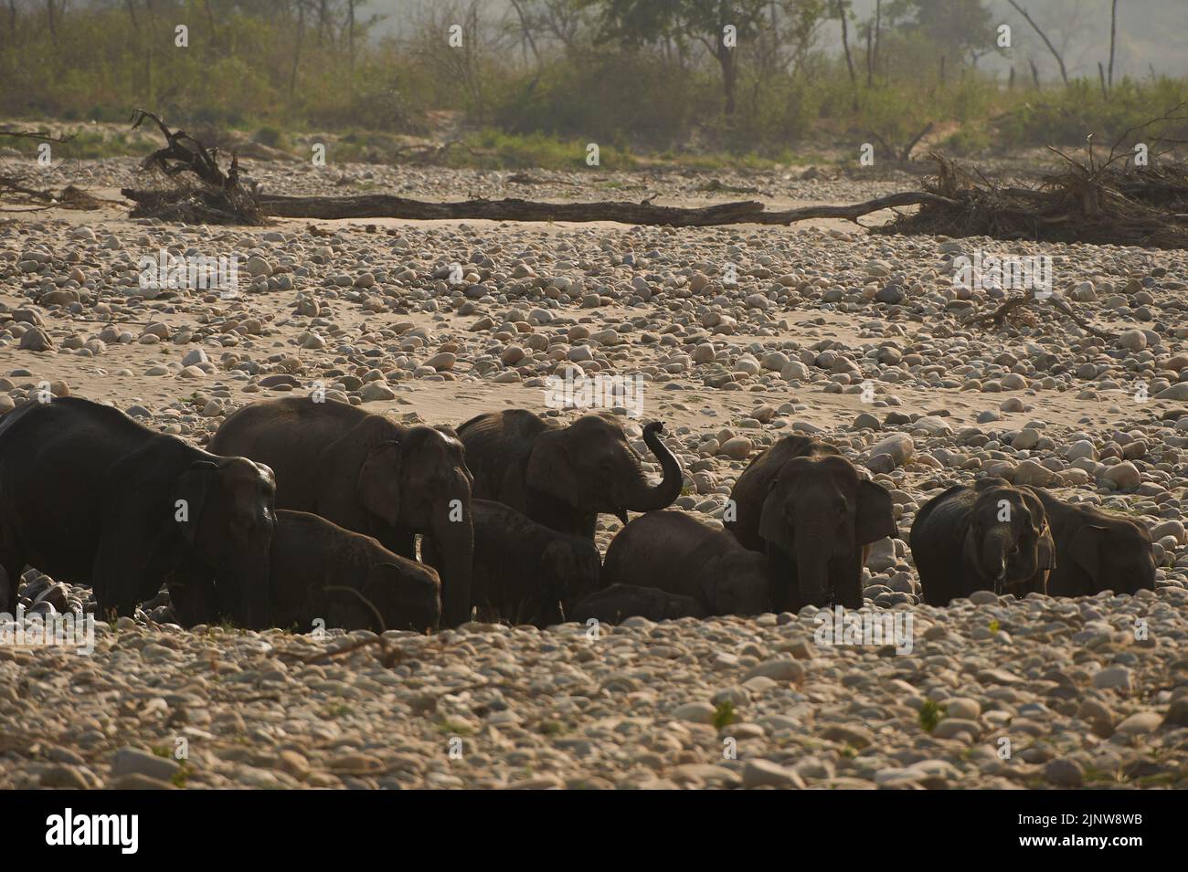 Elephant Herd at waterhole in summer drinking water. Jim Corbett National Park, India. Stock Photo