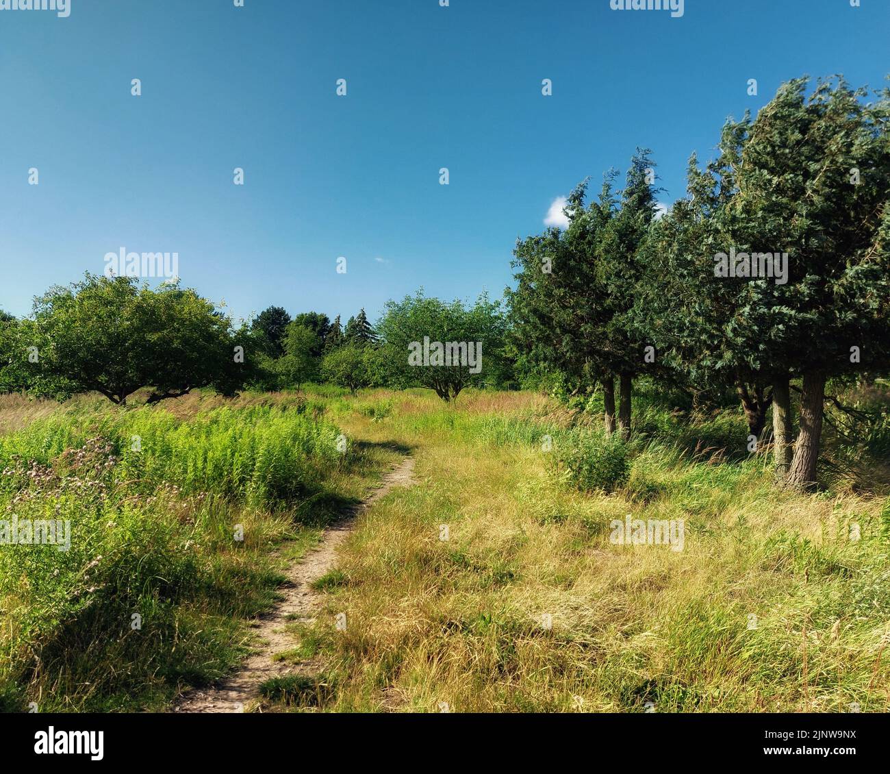 Path through a wild orchard in summer. Stock Photo
