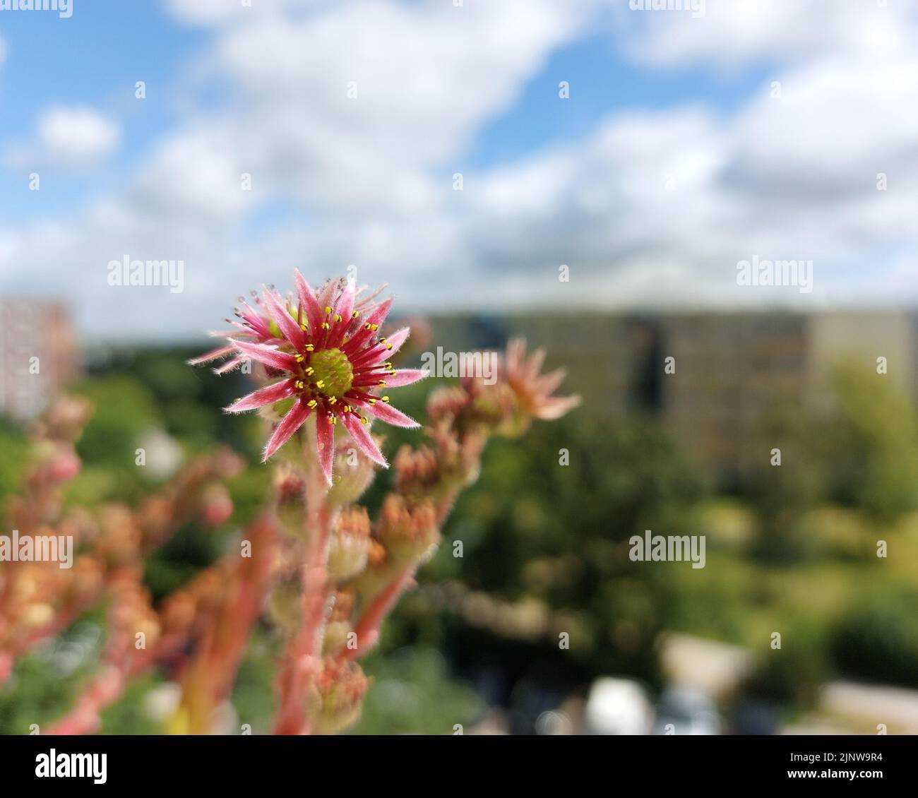 Flowering houseleek (Sempervivum tectorum) on a sunny balcony. Stock Photo