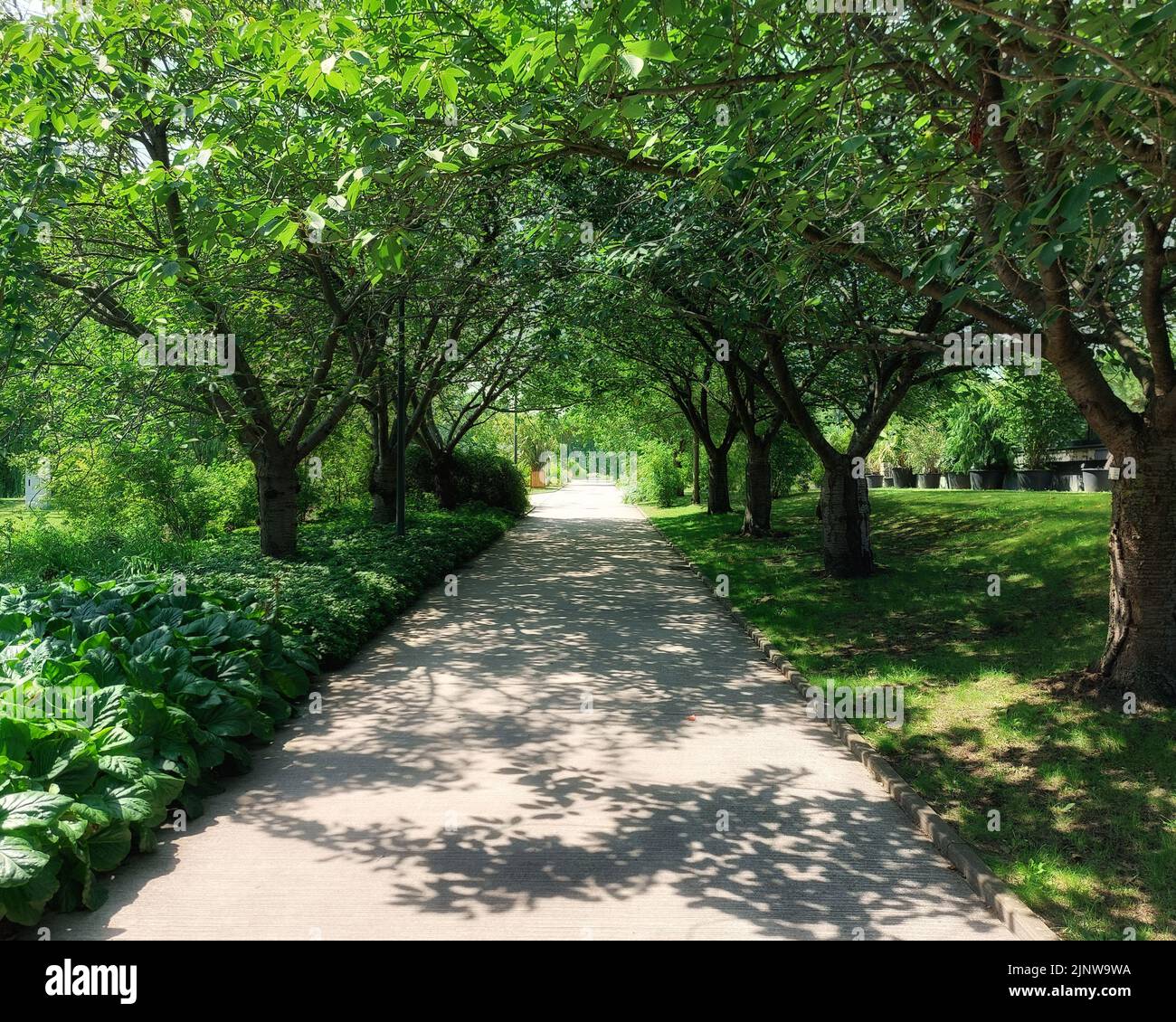 Beautiful summery alley in the botanical garden in Rostock. Stock Photo