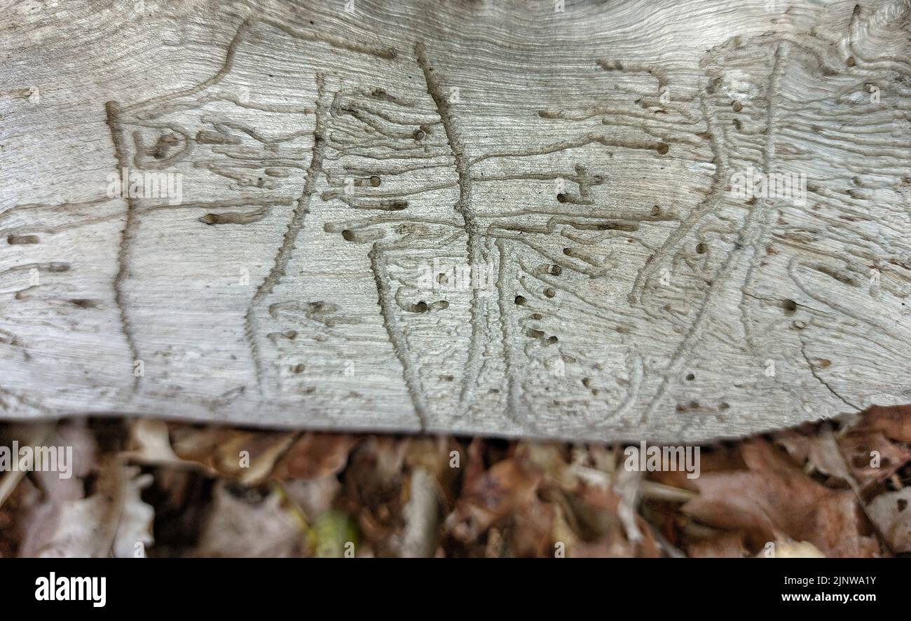 Close up of damaged piece of wood with bark beetle tunnels. Stock Photo