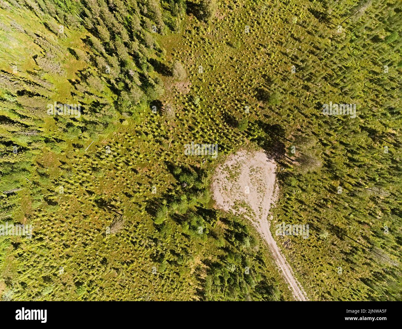 Drone shot on a small road leading into a forest plantation. Stock Photo