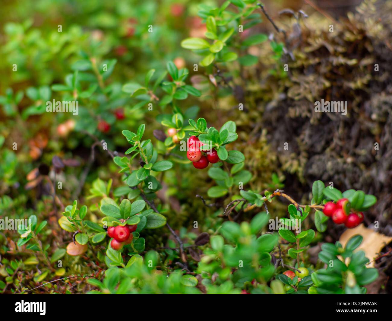 Lingonberry in forest Stock Photo