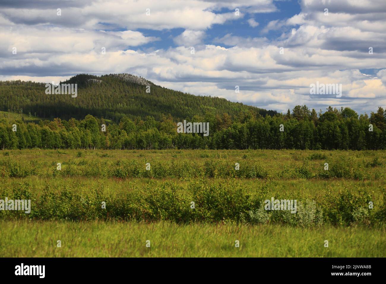 Meadows, forests and the small mountain Vithatten in northern Sweden. Stock Photo