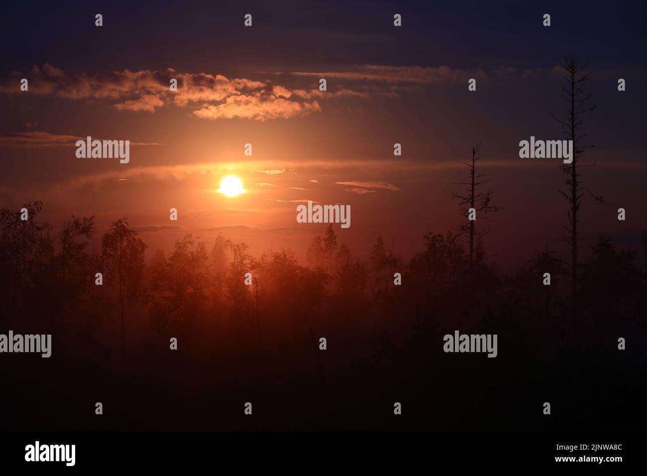 Misty sunset over a mysterious forest silhouette. Stock Photo