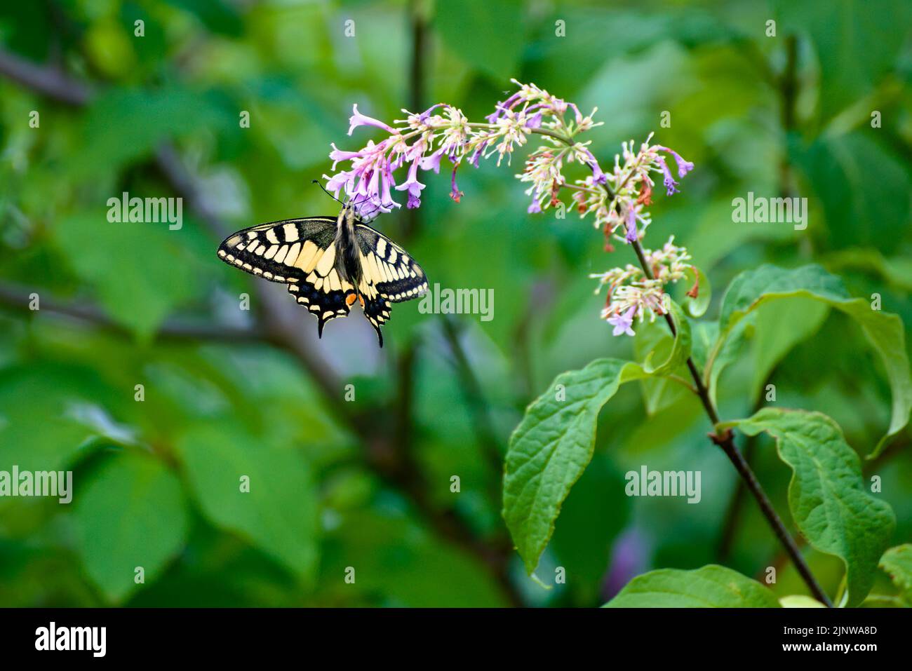 Swallowtail butterfly (Papilio machaon) sitting on lilac blossoms. Stock Photo