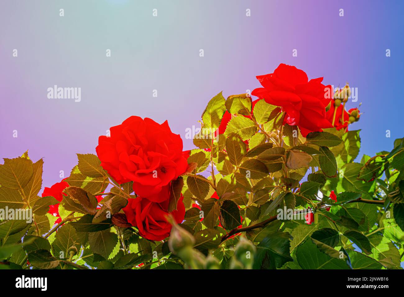 Red roses in the sun against the blue sky Stock Photo - Alamy