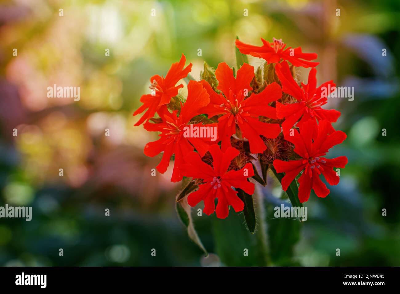 Warm beautiful sun rays hi-res stock photography and images - Alamy