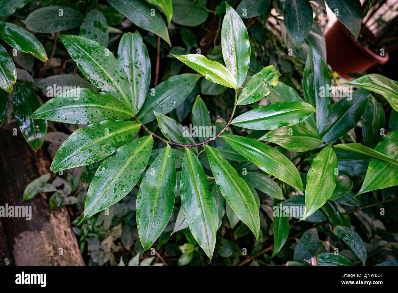 Green variegated leaves of spiral ginger or crepe ginger, tropical plant with nature background Stock Photo