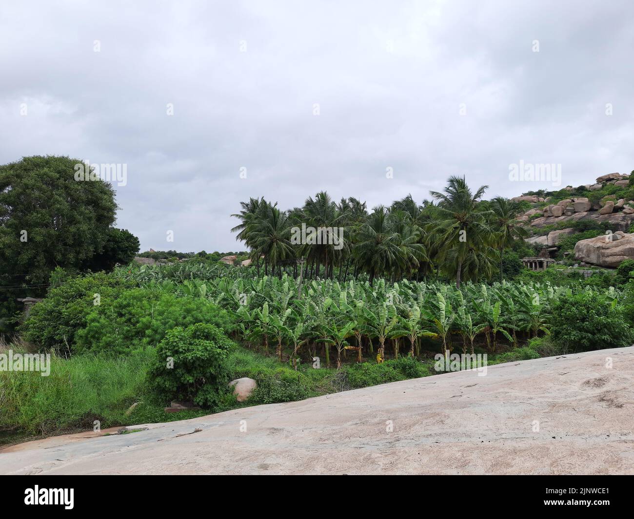 Banana trees and Palm trees plantation in Hampi state Karnataka india