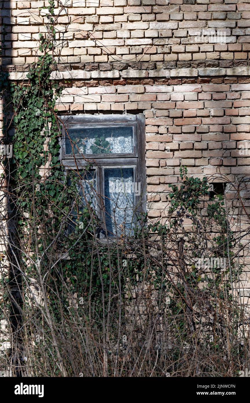 Detail of an old abandoned house with broken window panes, with a brick wall covered with plants. Stock Photo