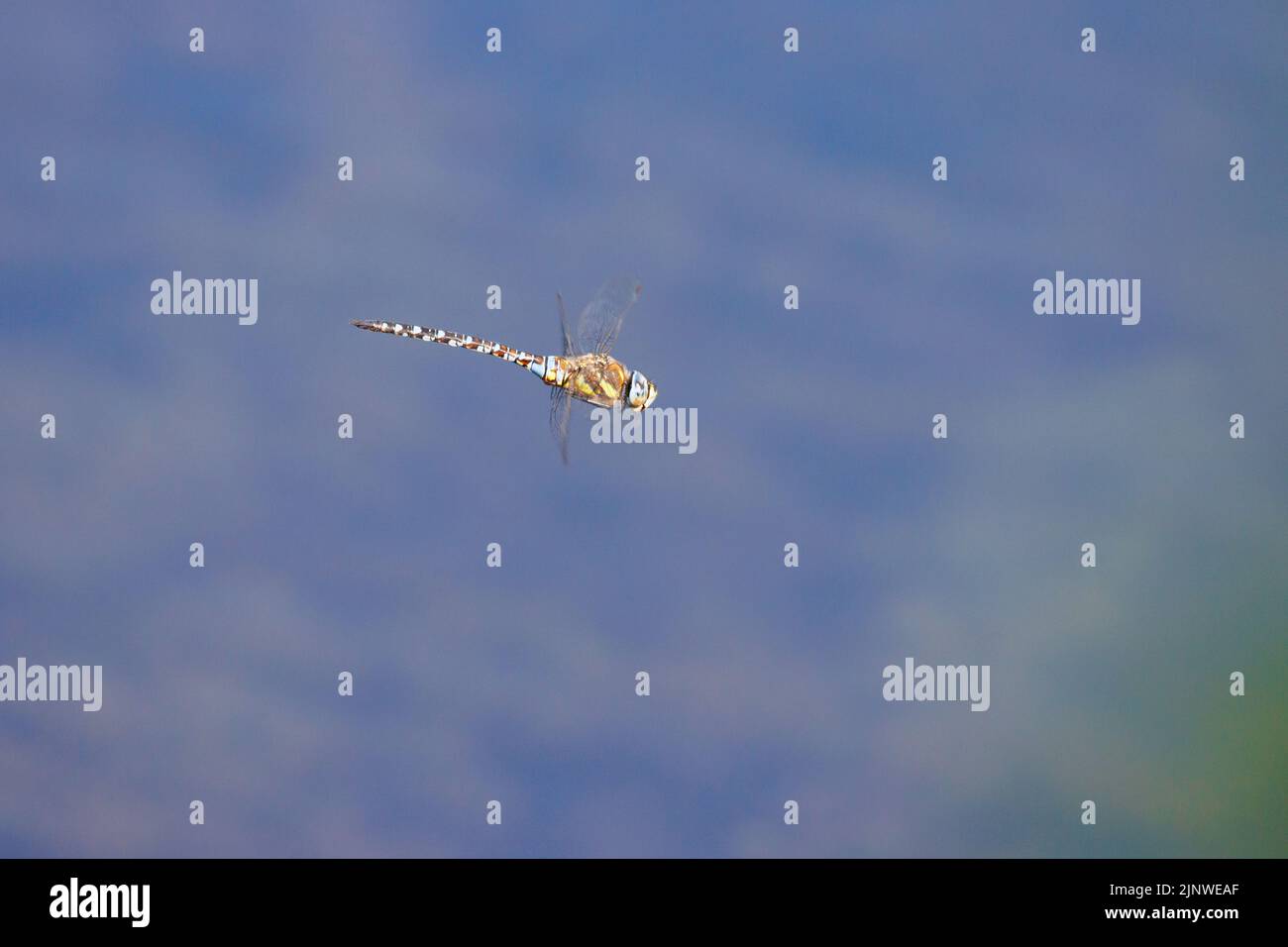 a close up of a large flying dragonfly Stock Photo - Alamy