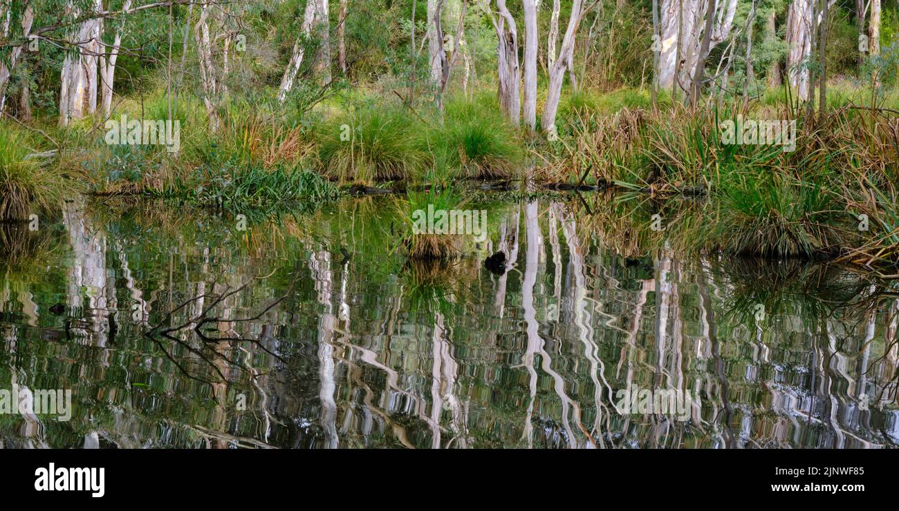 Wetlands Reflection Stock Photo