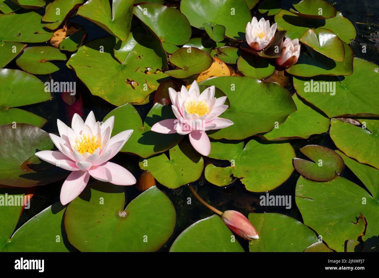 Lotus flowers surrounded by lilly pads blooming on a pond in the summer Stock Photo