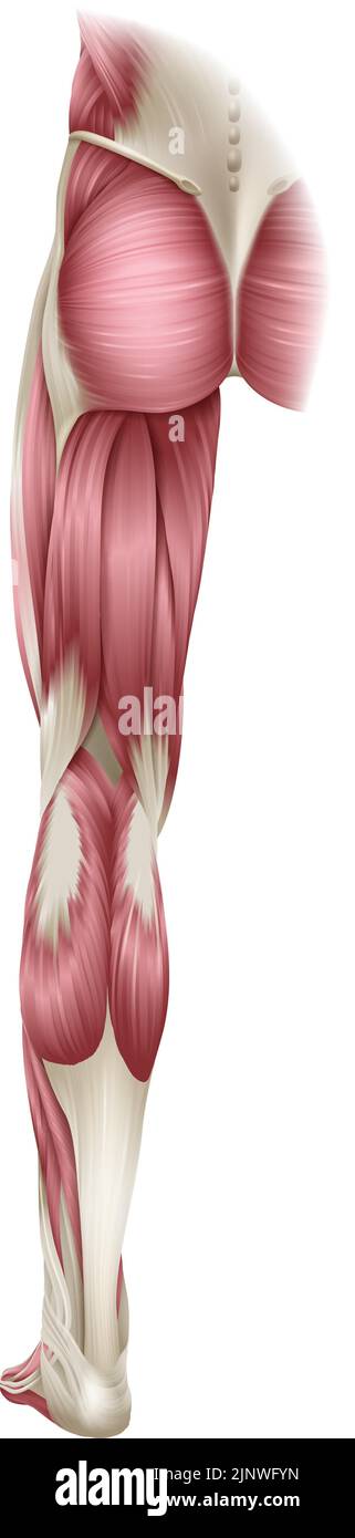 Leg Muscles Human Body Anatomical Illustration Stock Vector