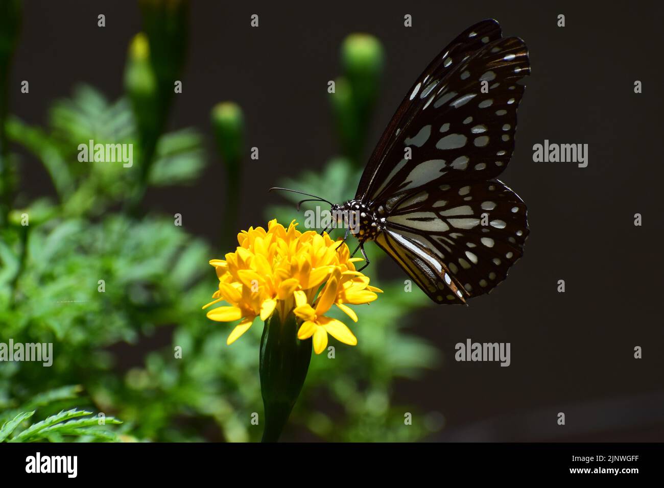pollination by butterfly Stock Photo Alamy