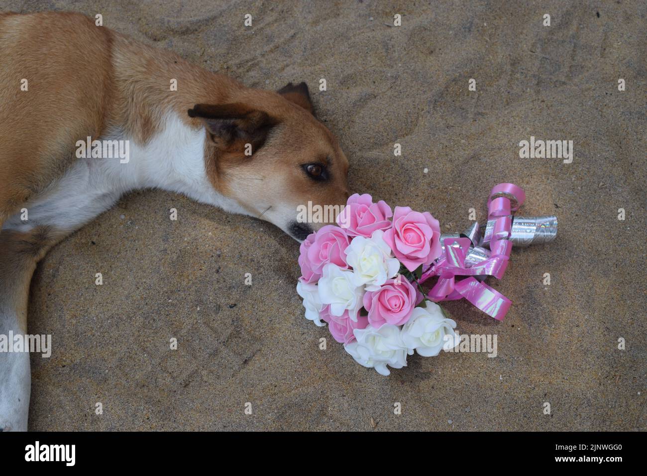 Dog kissing flowers Stock Photo Alamy