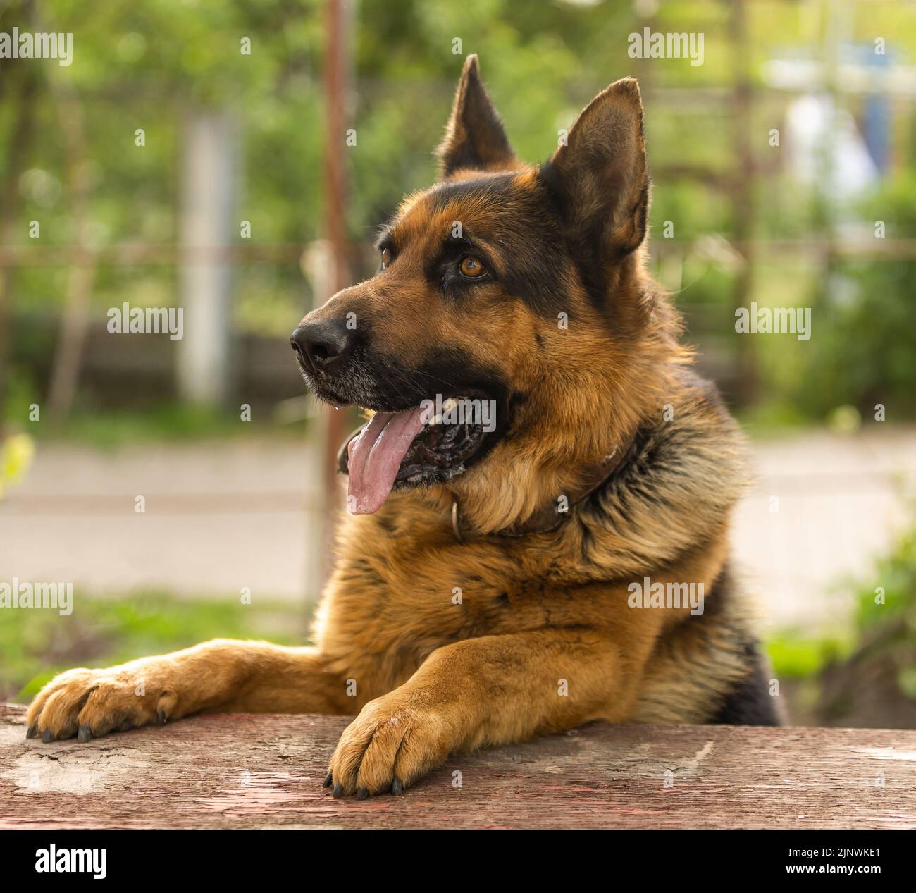 close-up of a German shepherd with intelligent eyes and protruding ...