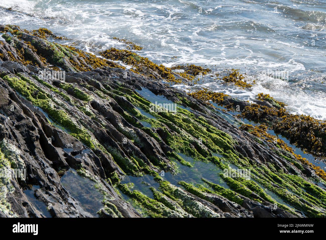 Foam on the waves, coastal rocks. Seaweed on rocks, landscape. Green moss on rock near body of water Stock Photo