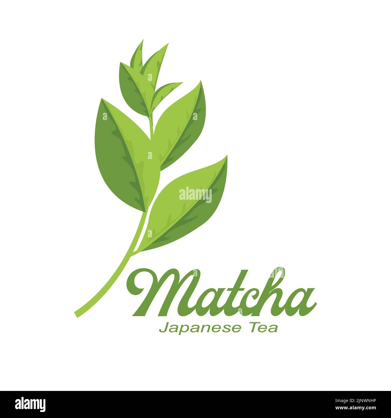 Vector Illustration of green plant matcha logo made as matcha drink or