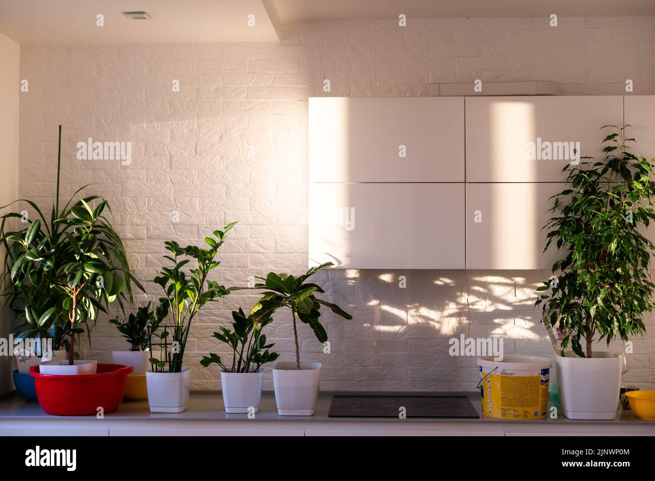 Indoor plants display. House plants Stock Photo Alamy