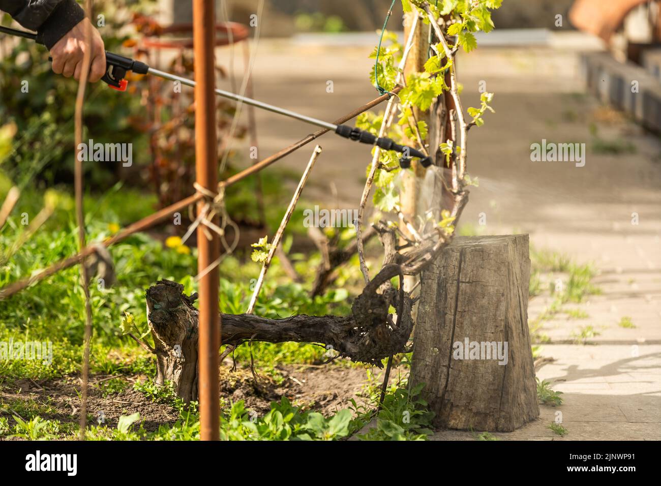 Farmer spraying vegetable green plants in the garden with herbicides