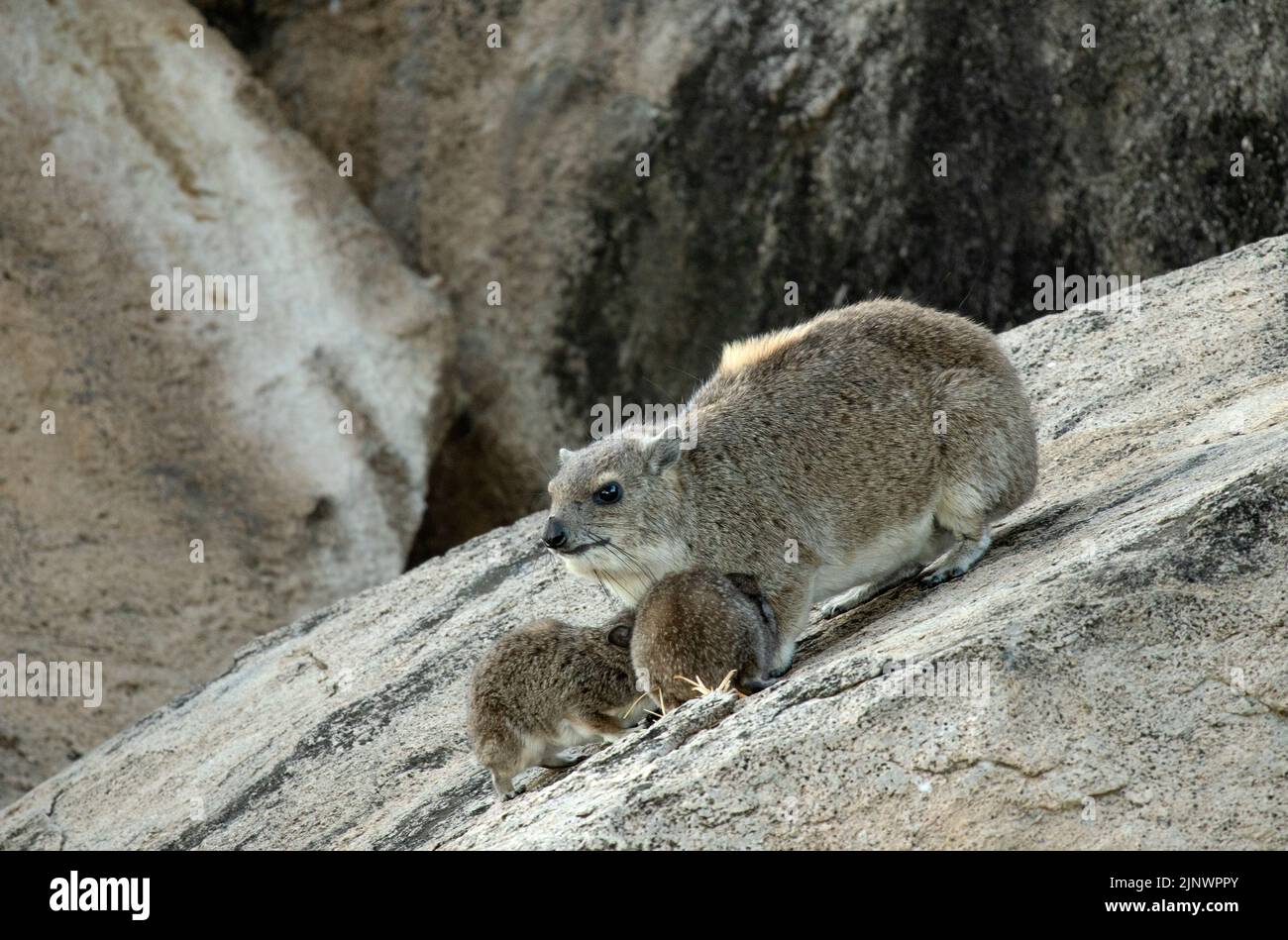 Female Bush hyrax often give birth to twins. They are very protective of their precocious youngsters and keep them in communal creches. Stock Photo