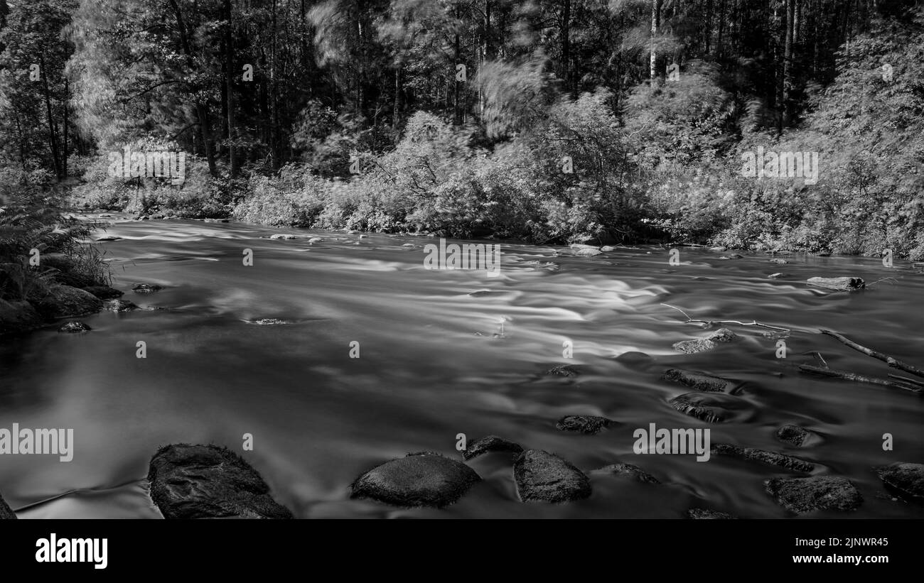 Black and white landscape with river in the forest and water flow. Forest and flowig water in sunlight. HDR image, long exposure Stock Photo