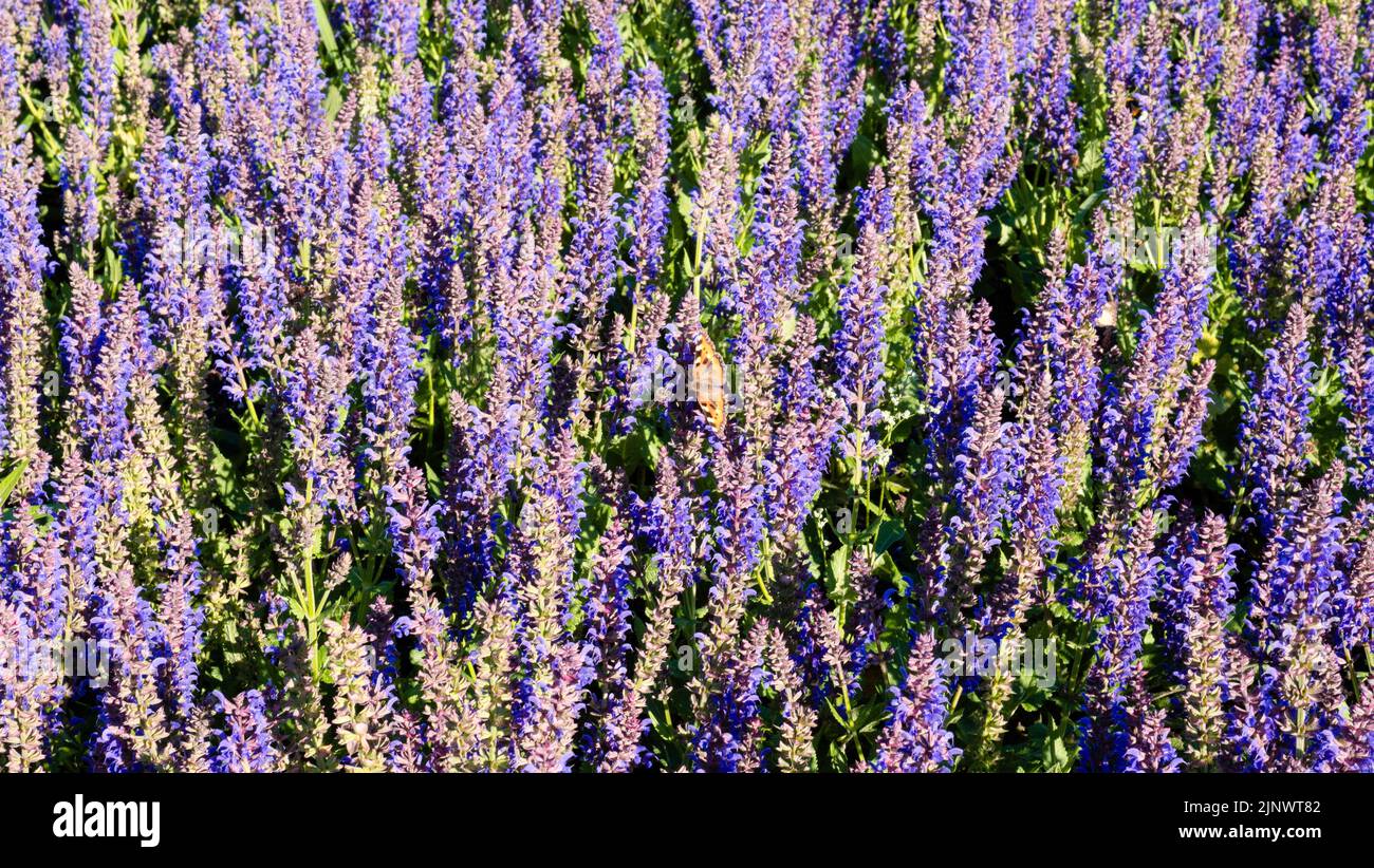 Purple blue flowers background. Salvia nemorosa the woodland sage