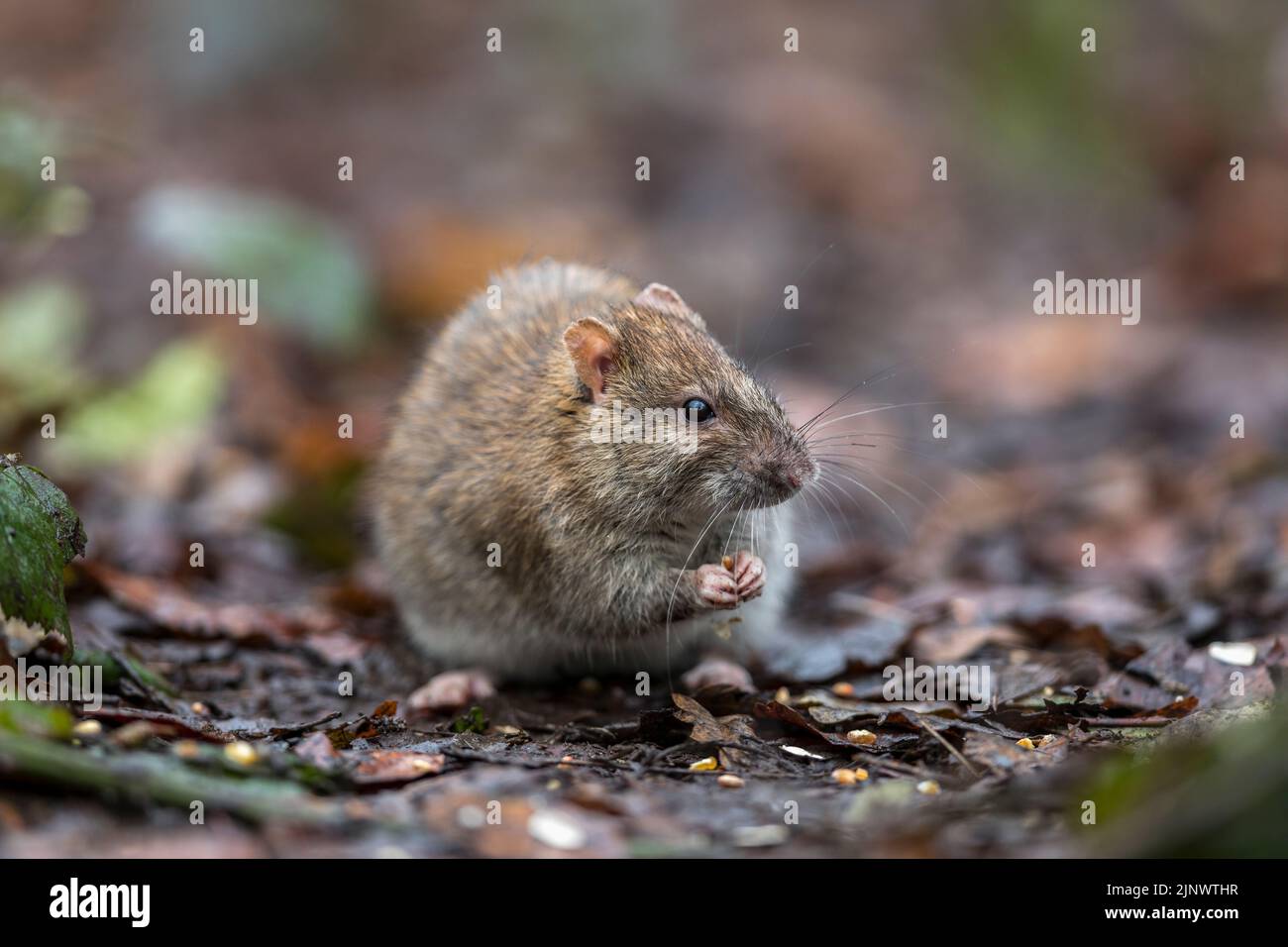 Brown Rat; Rattus norvegicus; Holding a Seed; UK Stock Photo