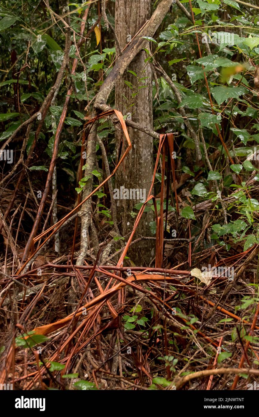 Base of gum tree with piles of dead leaves and bark  on forest floor. Australian Lowland subtropical rainforest in dull winter weather. Queensland. Stock Photo