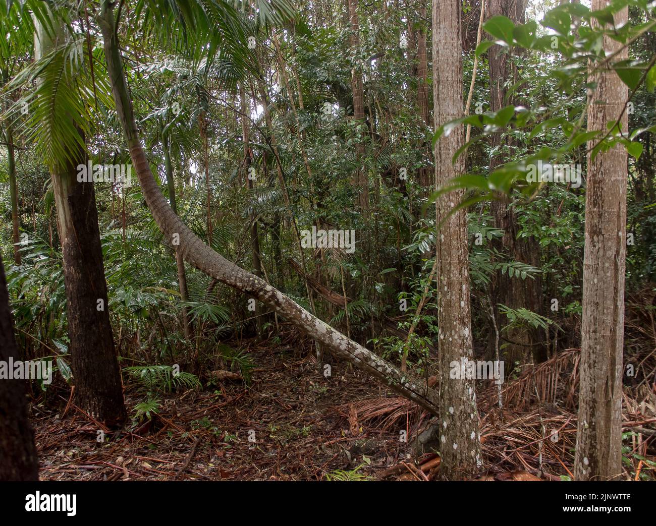 Australian Lowland subtropical rainforest in dull winter weather. Bangalow palm growing at strange angle. Understorey and forest floor. Queensland. Stock Photo