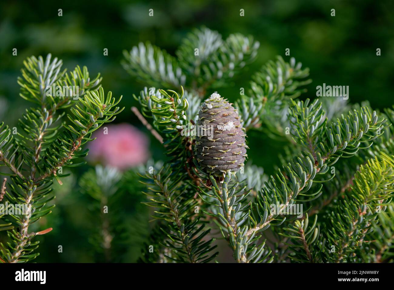 Cone of Abies koreana Silberlocke tree with resin at summer. Close up image Stock Photo