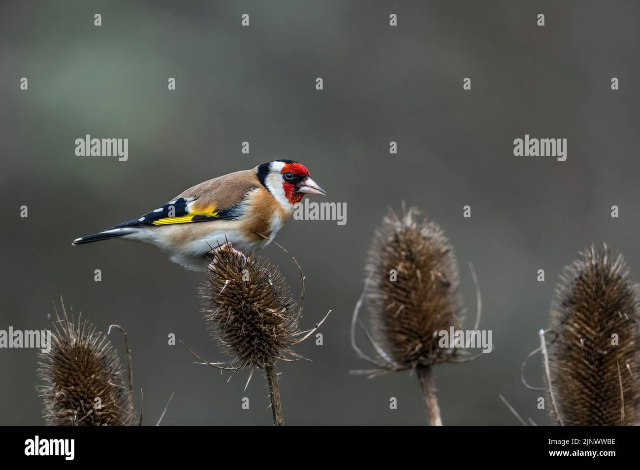Goldfinch; Carduelis carduelis; on Teasels; UK Stock Photo