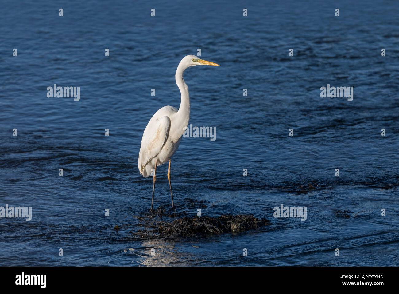 Great White Egret; Ardea alba; UK Stock Photo