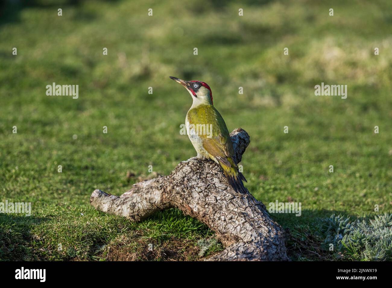 Green Woodpecker Picus viridis Single Male Cornwall; UK Stock Photo