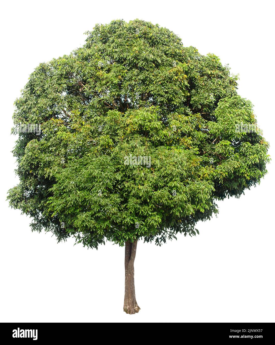 Trees isolated on white background with clipping path. Stock Photo
