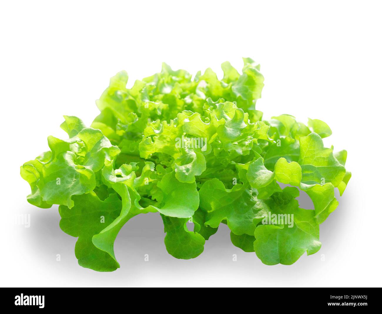 Oak leaf lettuce isolated on white background with copy space. Stock Photo