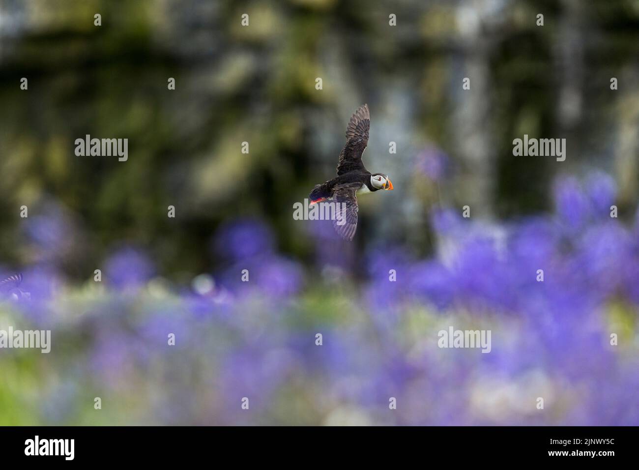 Puffin; Fratercula arctica; Flight; UK Stock Photo