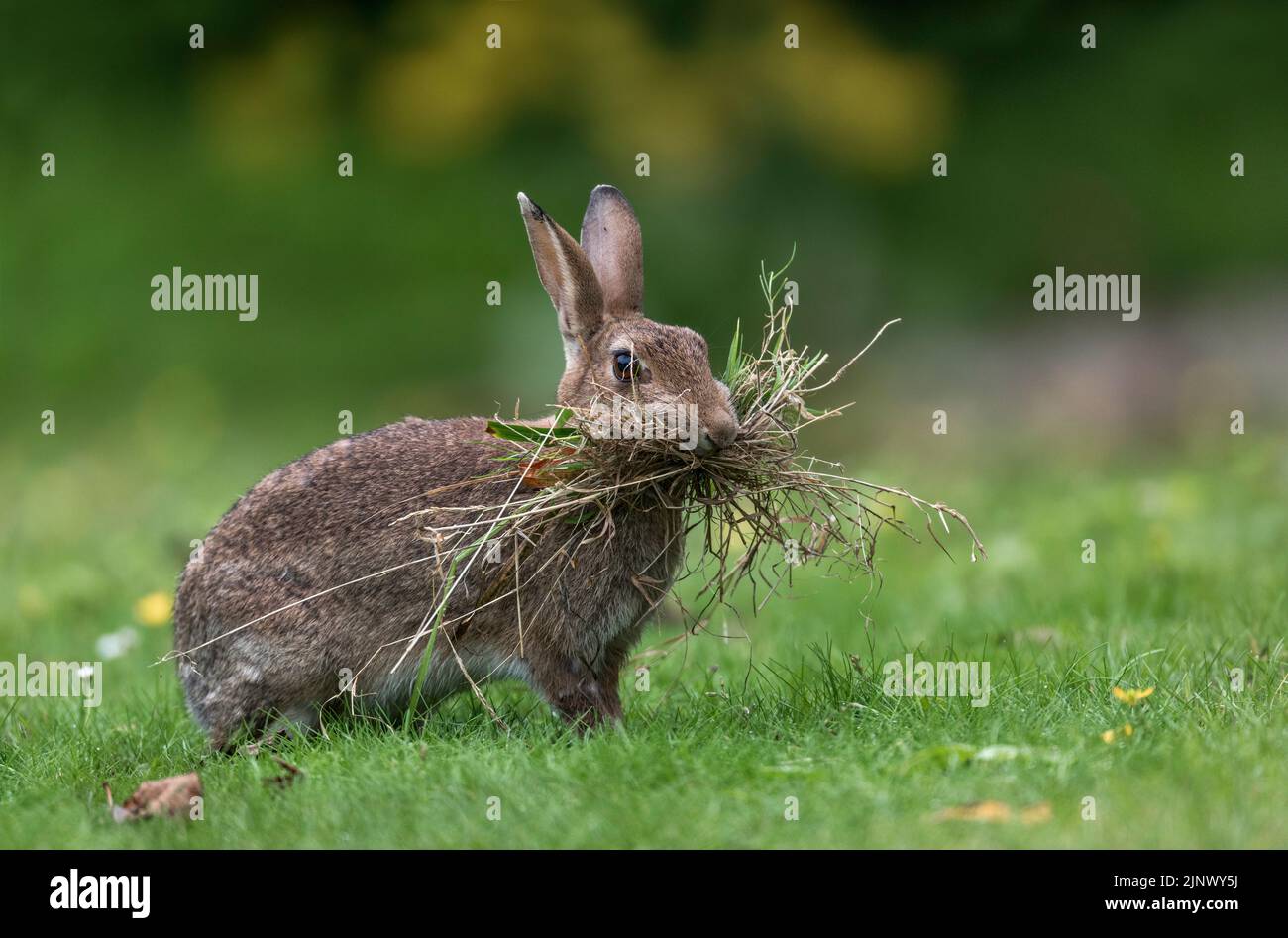 Rabbit; Oryctolagus cuniculus; Carrying Nesting Material; UK Stock Photo