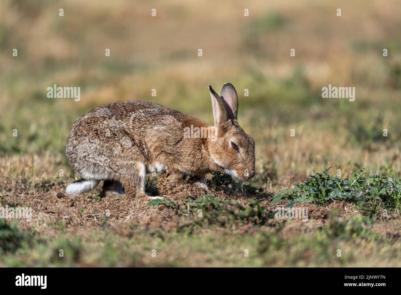 Rabbit; Oryctolagus cuniculus; Digging; UK Stock Photo