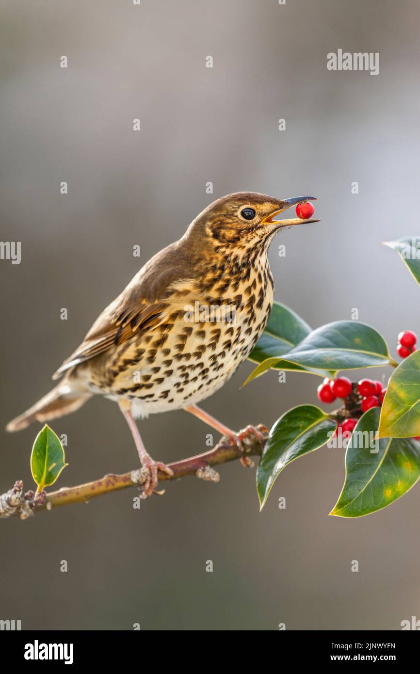 Song Thrush; Turdus philomelos; eating holly berries Stock Photo