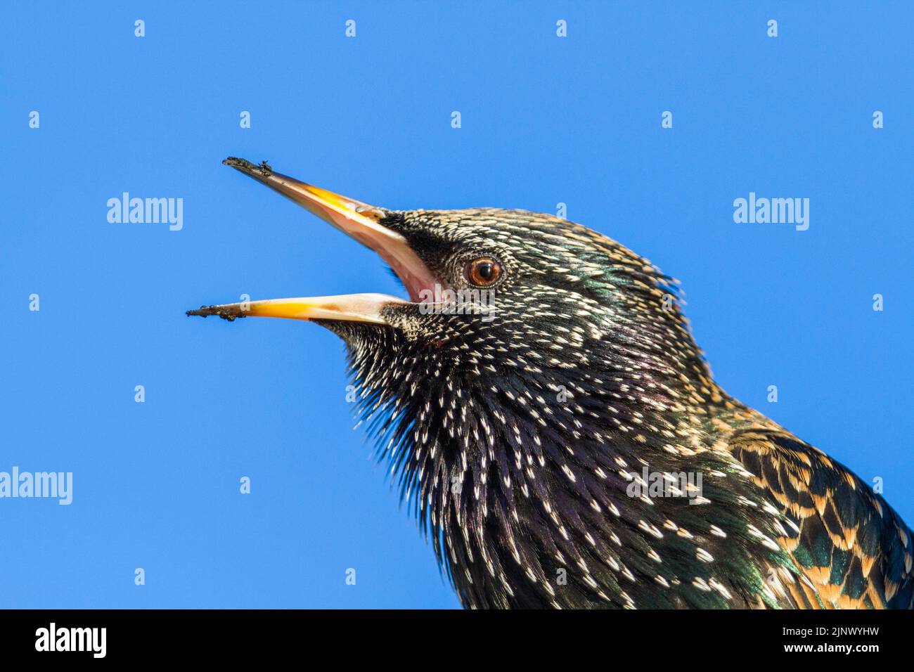 Starling; Sturnus vulgaris; calling; Cornwall; UK Stock Photo