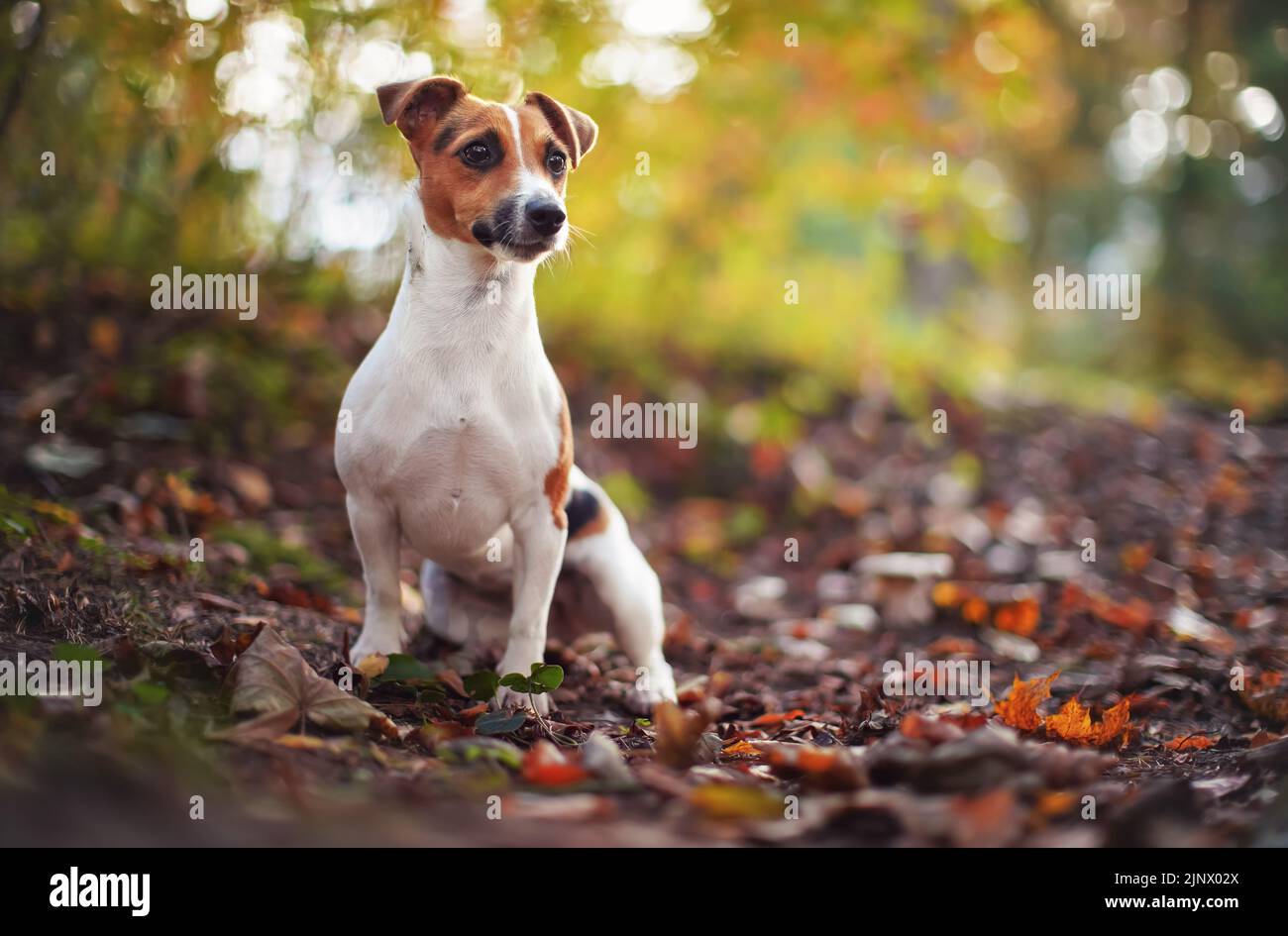 Small Jack Russell terrier sitting on forest path with yellow orange leaves in autumn, blurred trees background Stock Photo