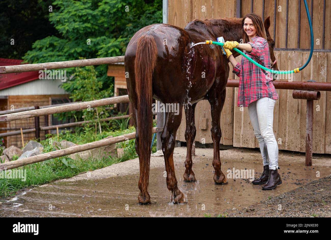 Young woman in shirt washing brown horse after ride, water flowing from hose near stables Stock Photo