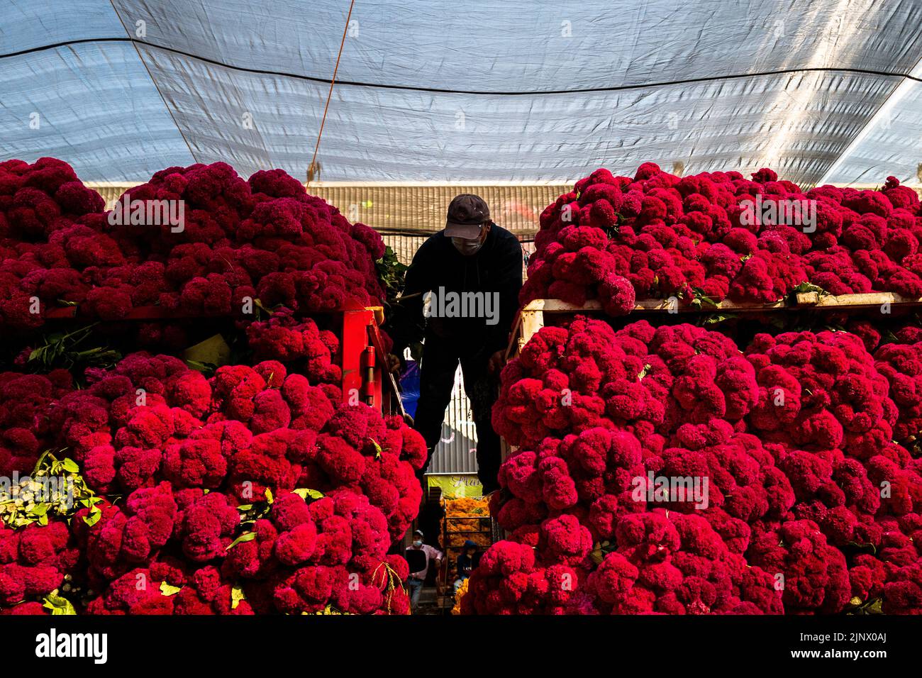 A Mexican farmer stands on the back of a truck selling bunches of marigold flowers for the Day of the Dead celebrations in Mexico City, Mexico. Stock Photo